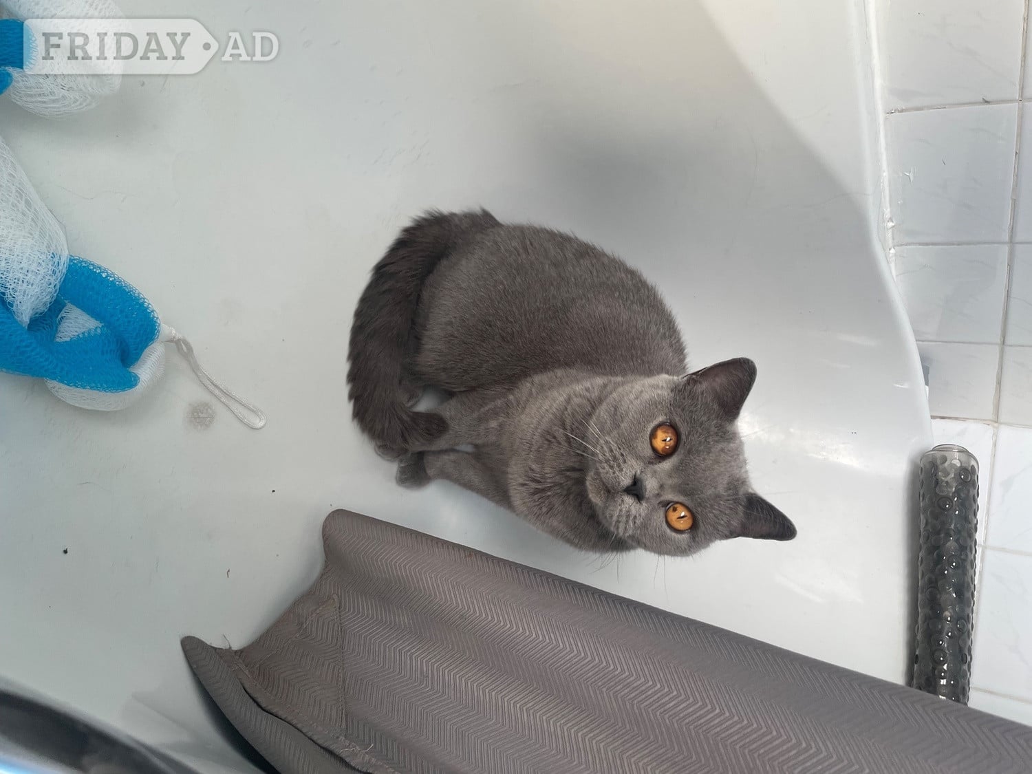 Luna 8 years old British blue .  - Cats & Kittens