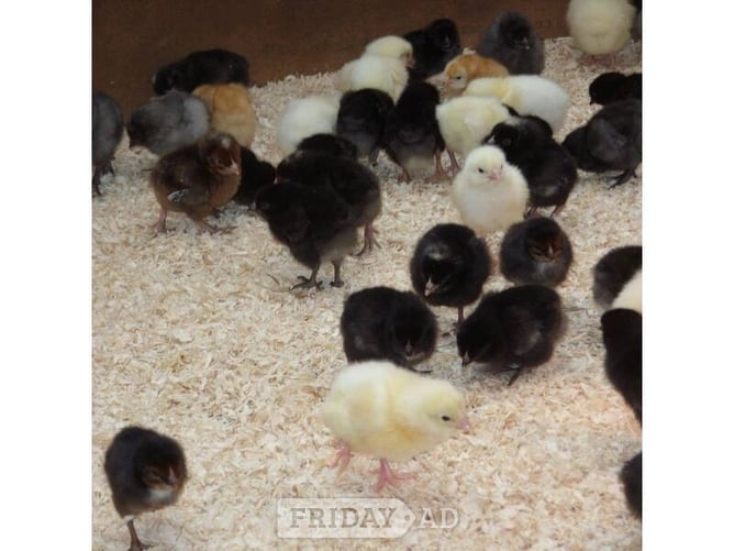Hens for sale in a variety of breeds