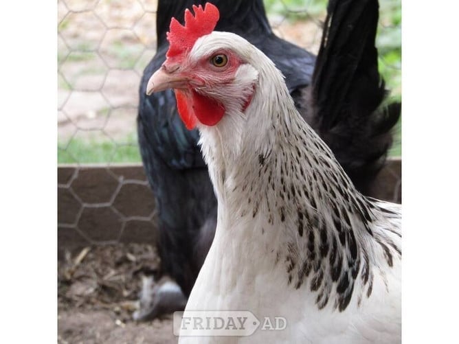 Norwich Hens for sale in a variety of breeds