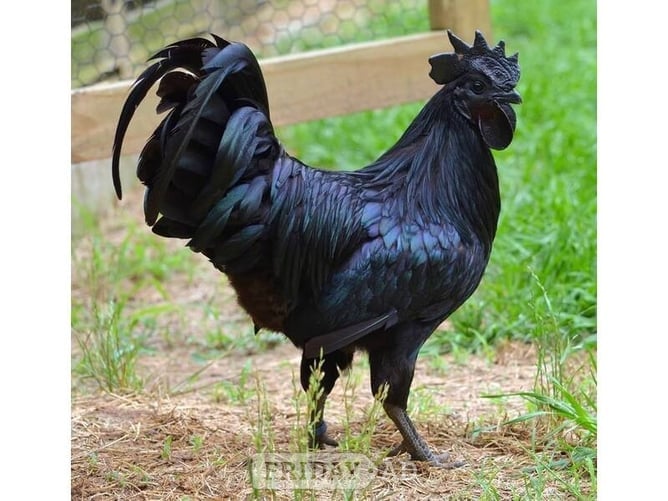 Hens for sale in a variety of breeds - Pet Accessories & Supplies