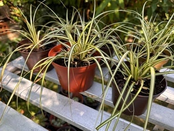 Carex Evergold Garden Plant