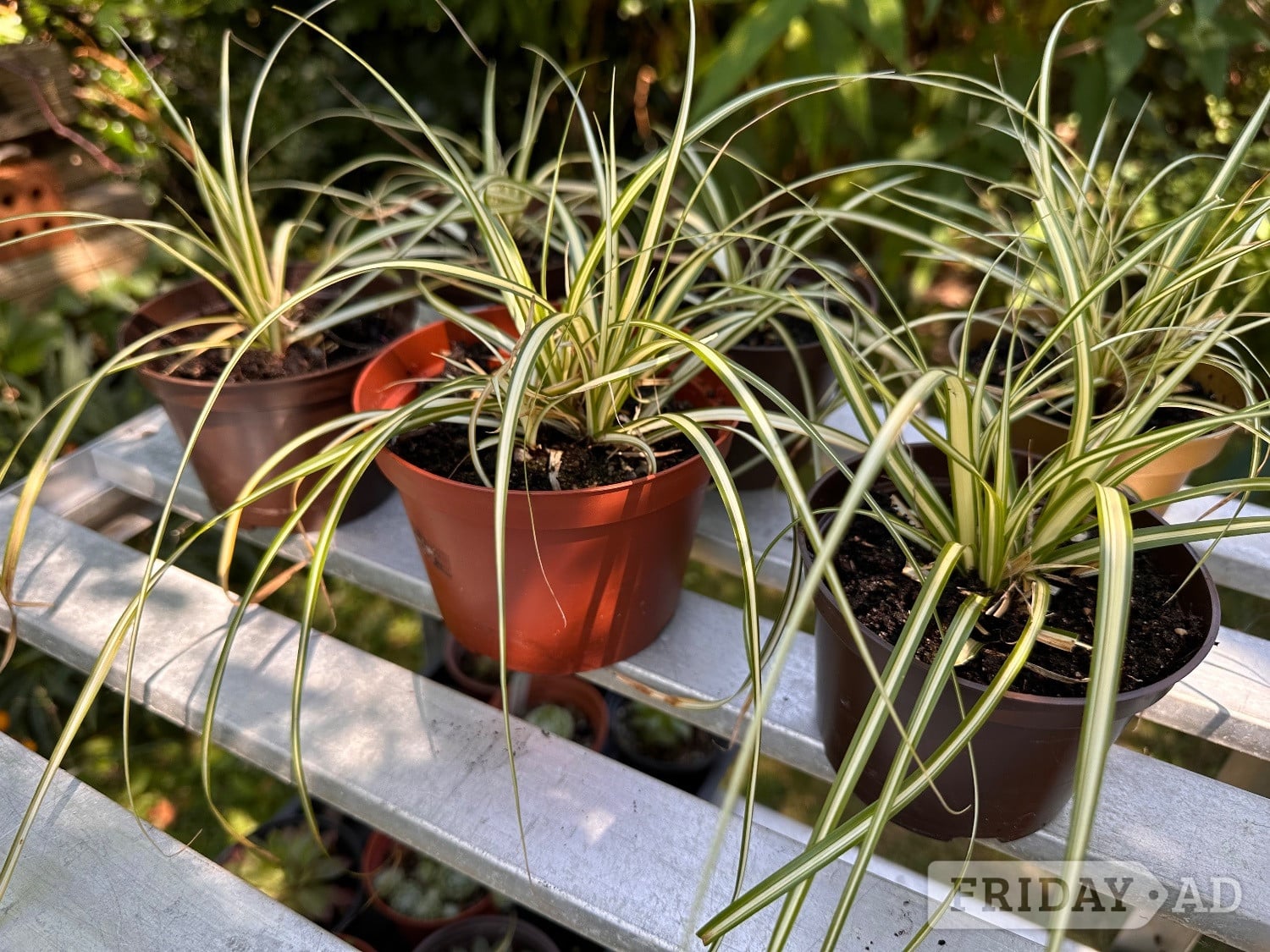 Carex Evergold Garden Plant in Eastbourne