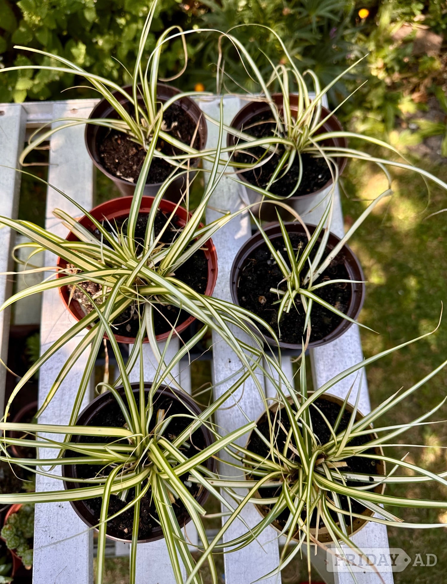 Carex Evergold Garden Plant