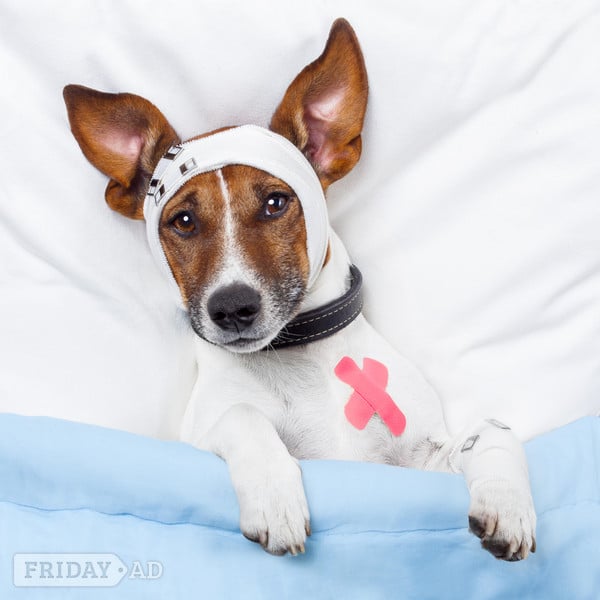 Dog First Aid courses East/West Sussex