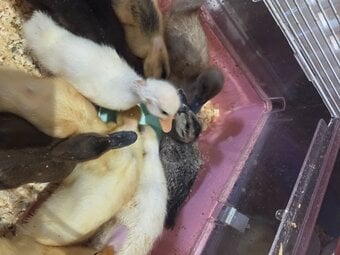 Lovely, friendly 2 week old ducklings ready to go to their forever homes. Eastbourne area. Message me for more details.