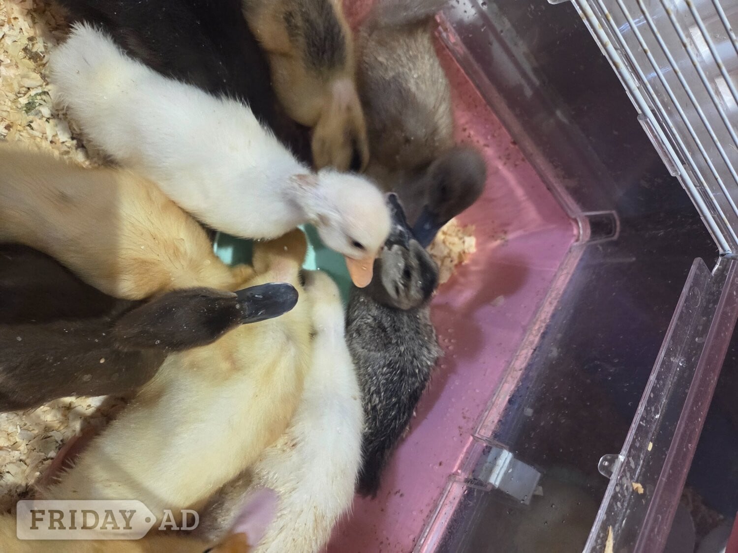 Lovely, friendly 2 week old ducklings ready to go to their forever homes. Eastbourne area. Message me for more details. in Eastbourne