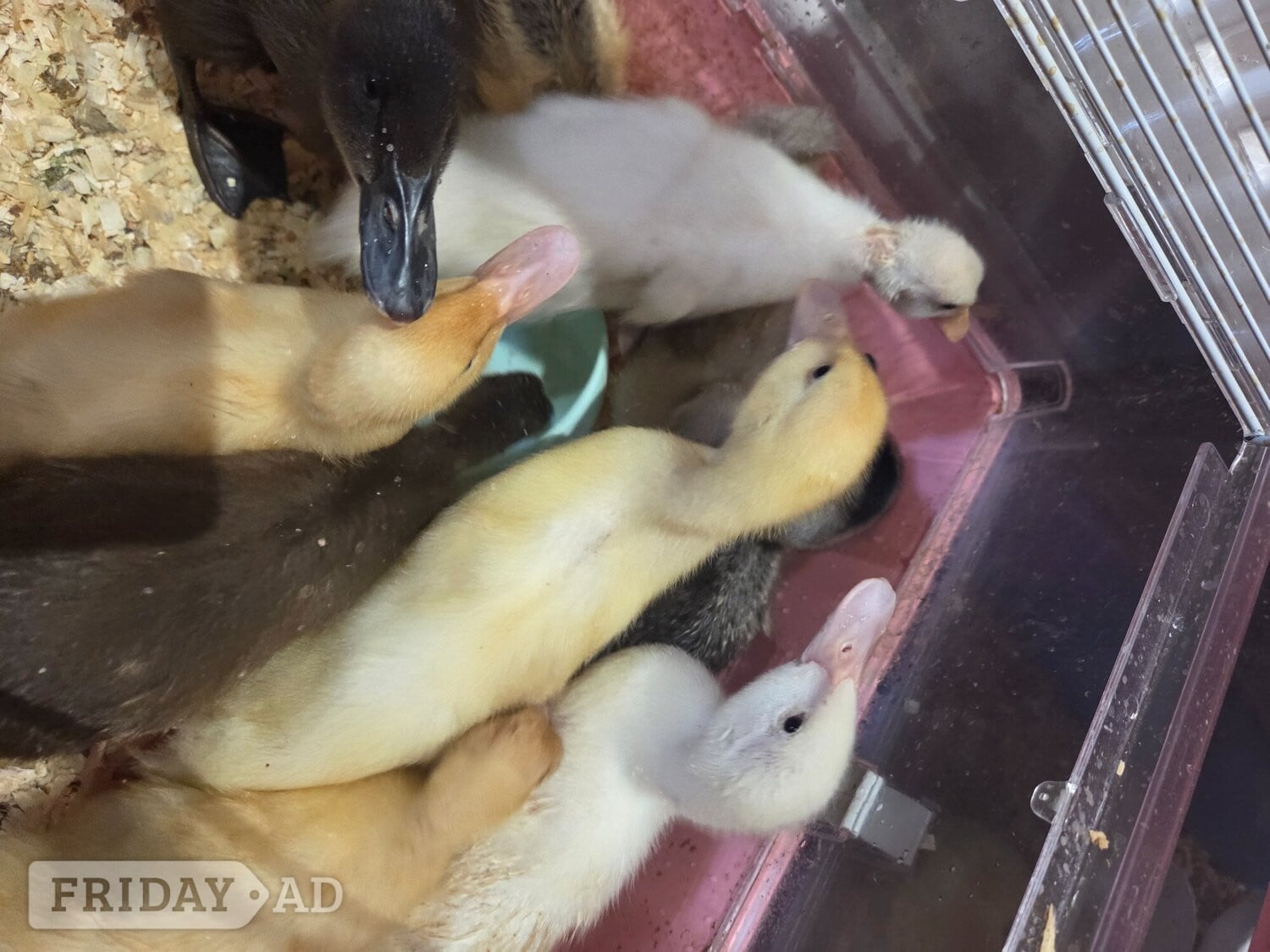 Lovely, friendly 2 week old ducklings ready to go to their forever homes. Eastbourne area. Message me for more details.