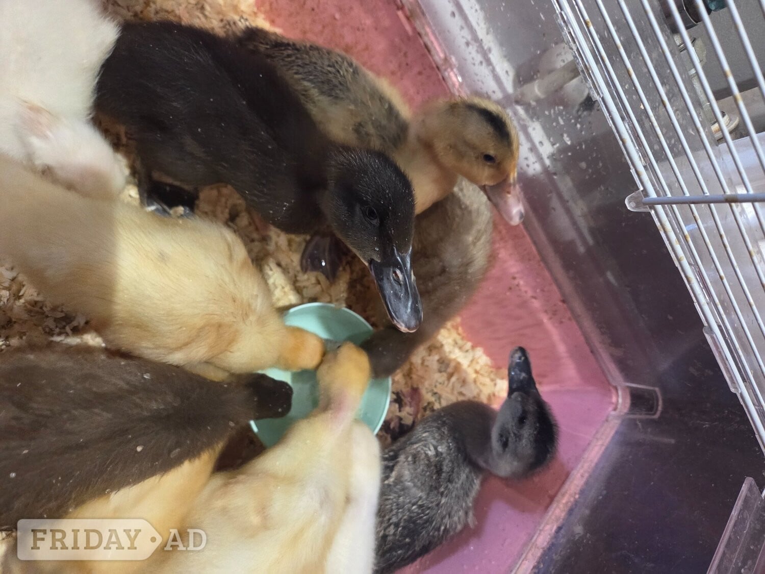 Eastbourne Lovely, friendly 2 week old ducklings ready to go to their forever homes. Eastbourne area. Message me for more details.