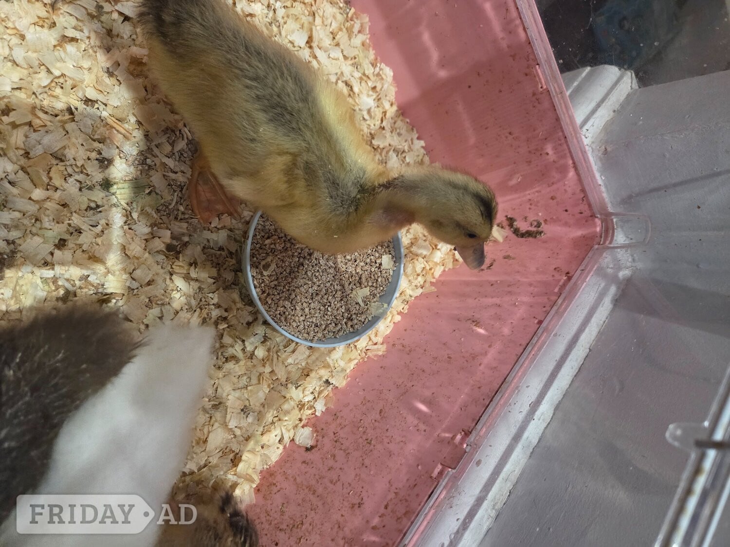 Lovely, friendly 2 week old ducklings ready to go to their forever homes. Eastbourne area. Message me for more details. - Other Pets in Eastbourne
