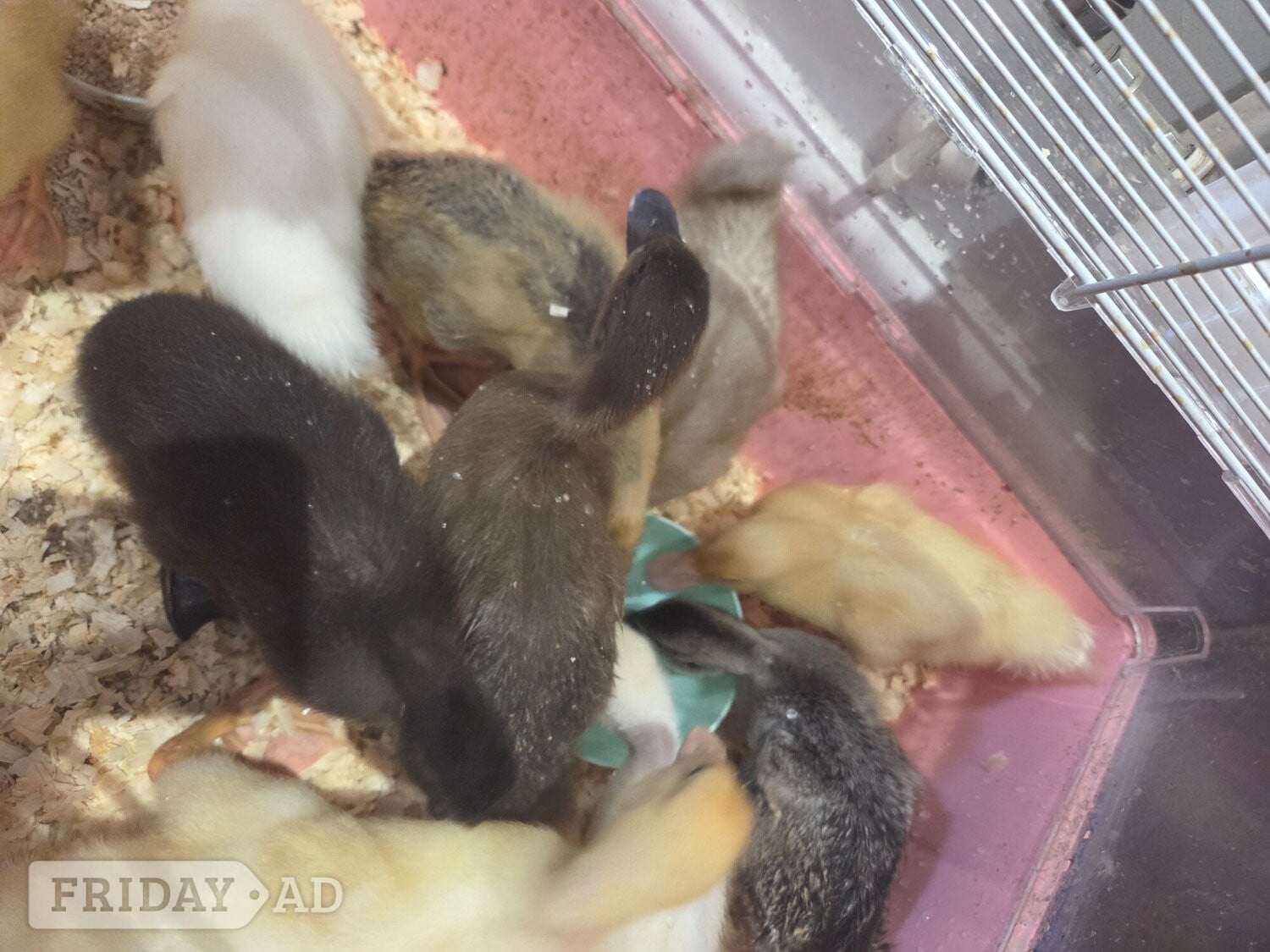 Lovely, friendly 2 week old ducklings ready to go to their forever homes. Eastbourne area. Message me for more details. - Other Pets