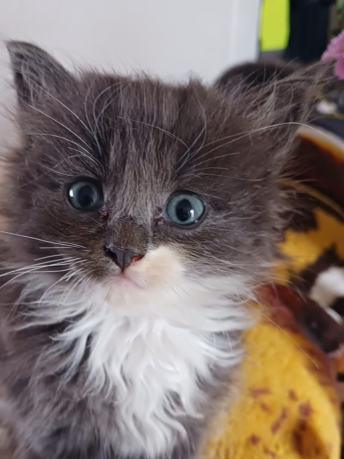 CUTE RARE BLUE COLOUR RAGDOLL KITTENS  in Chatham