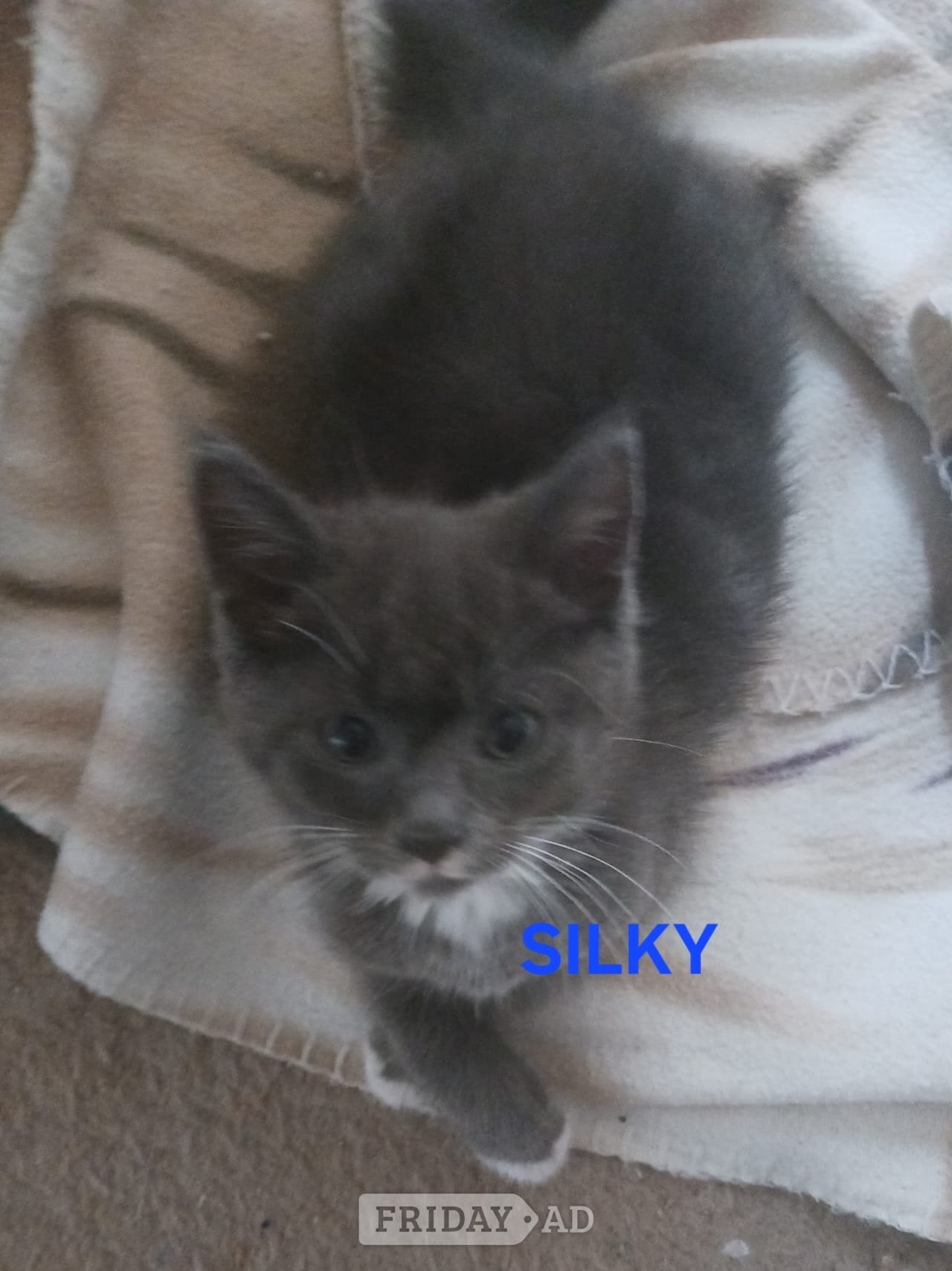 CUTE RARE BLUE COLOUR RAGDOLL KITTENS 