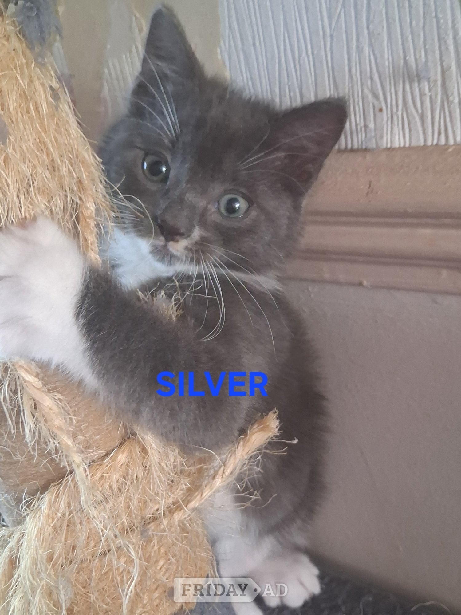 Chatham CUTE RARE BLUE COLOUR RAGDOLL KITTENS 