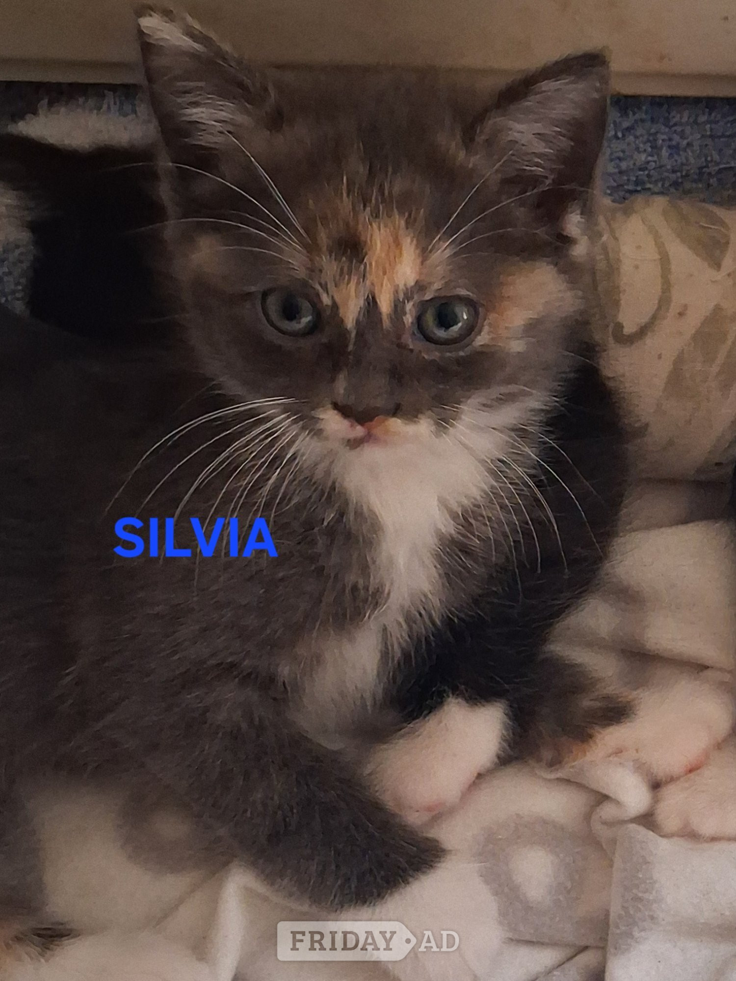 CUTE RARE BLUE COLOUR RAGDOLL KITTENS  - Cats & Kittens in Chatham