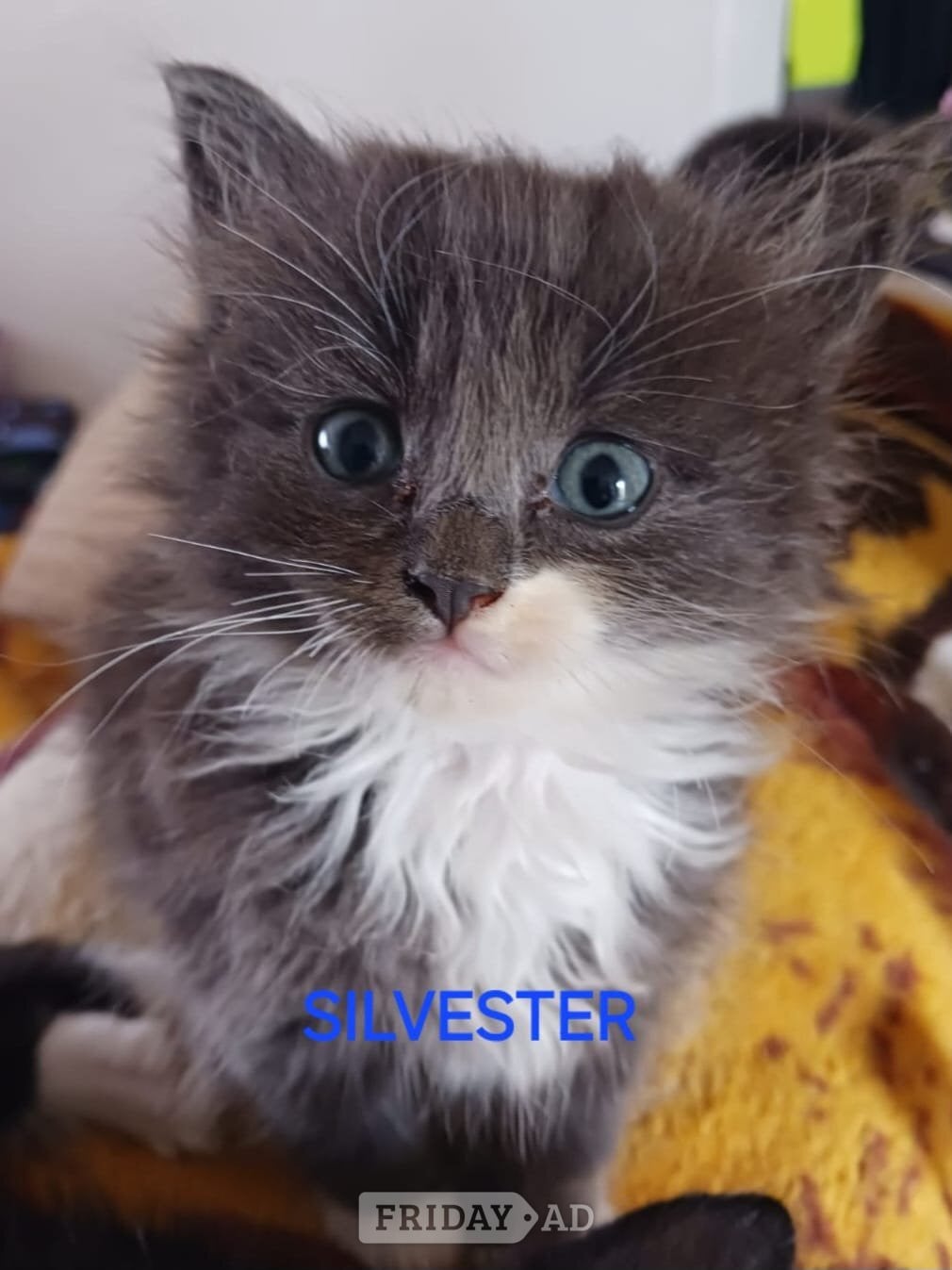 CUTE RARE BLUE COLOUR RAGDOLL KITTENS  - Cats & Kittens