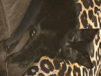 9 week old kitten