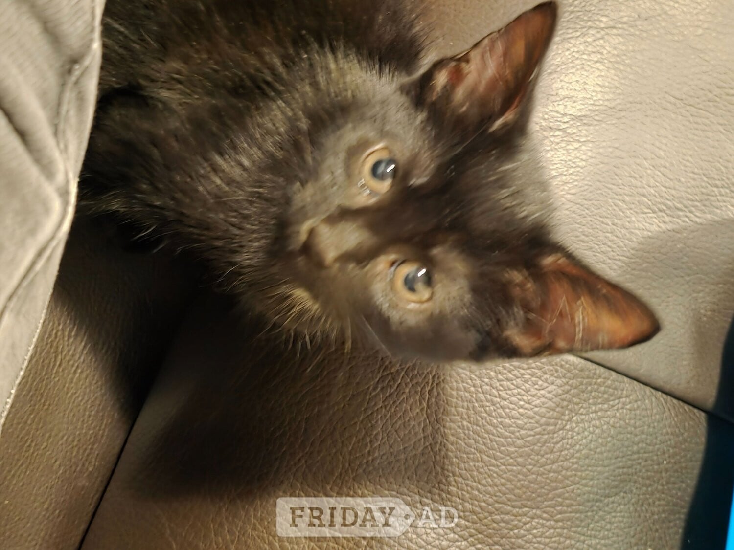 Worthing 9 week old kitten