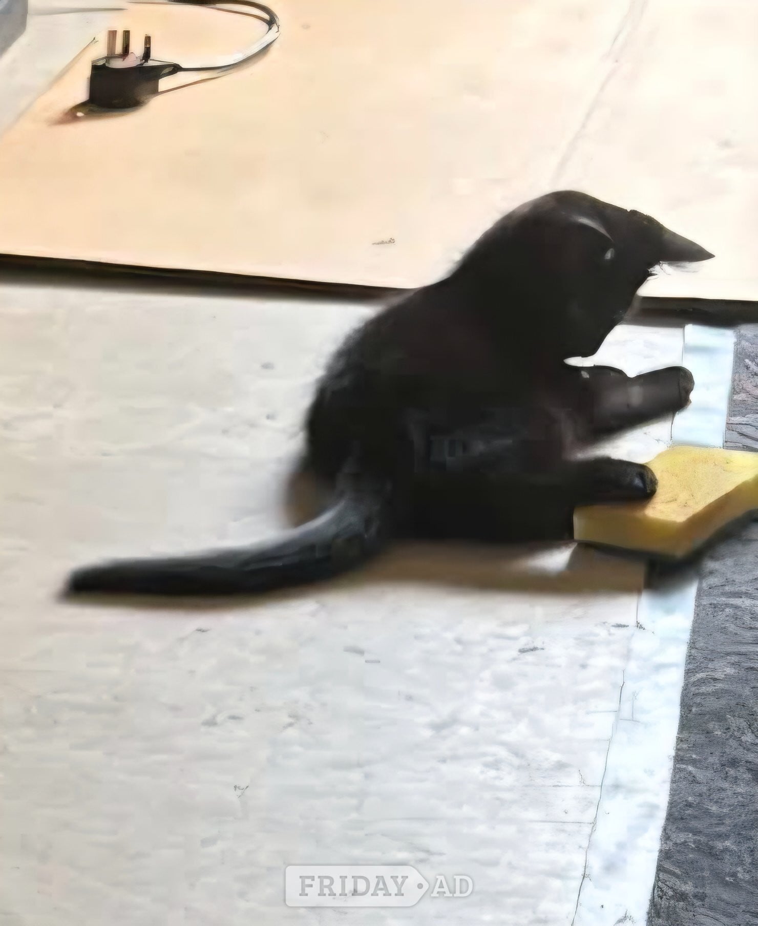 9 week old kitten - Cats & Kittens in Worthing