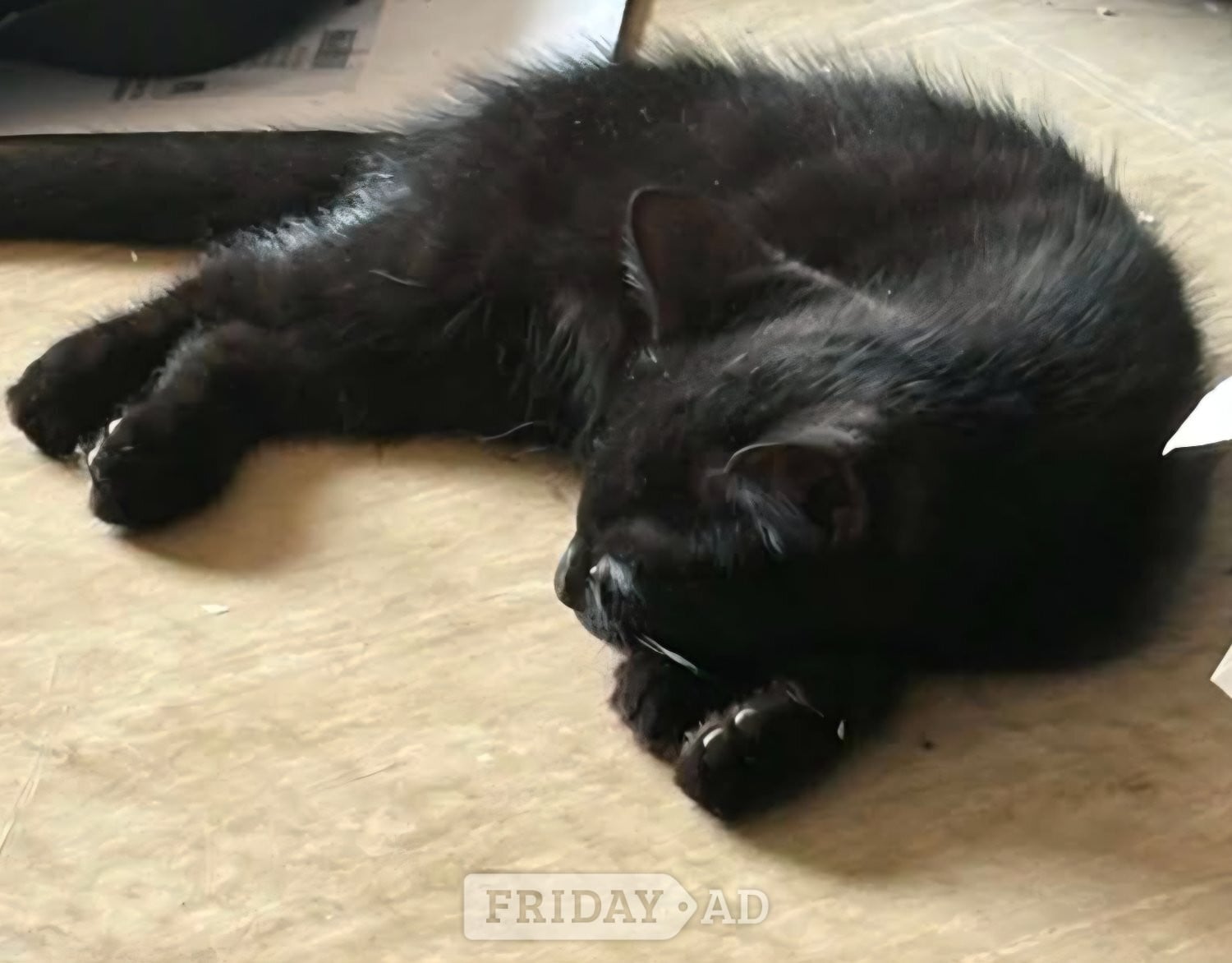 9 week old kitten - Cats & Kittens