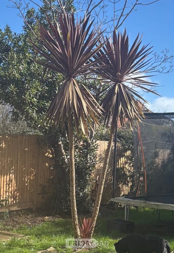 2X Cordyline australis