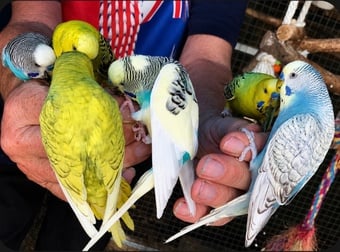 Hand Tamed Budgies For Sale In 4 Colours Going Quick!