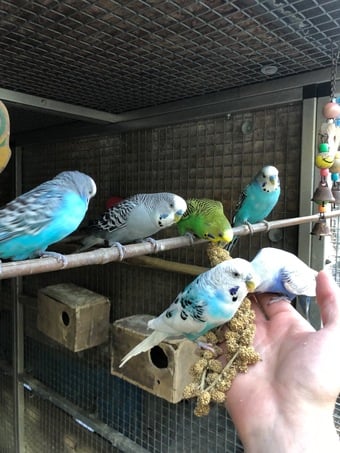 Hand Tamed Budgies For Sale In 4 Colours Going Quick!