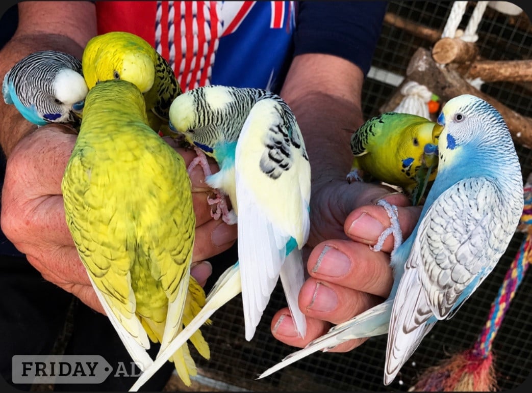 Hand Tamed Budgies For Sale In 4 Colours Going Quick! in Windlesham