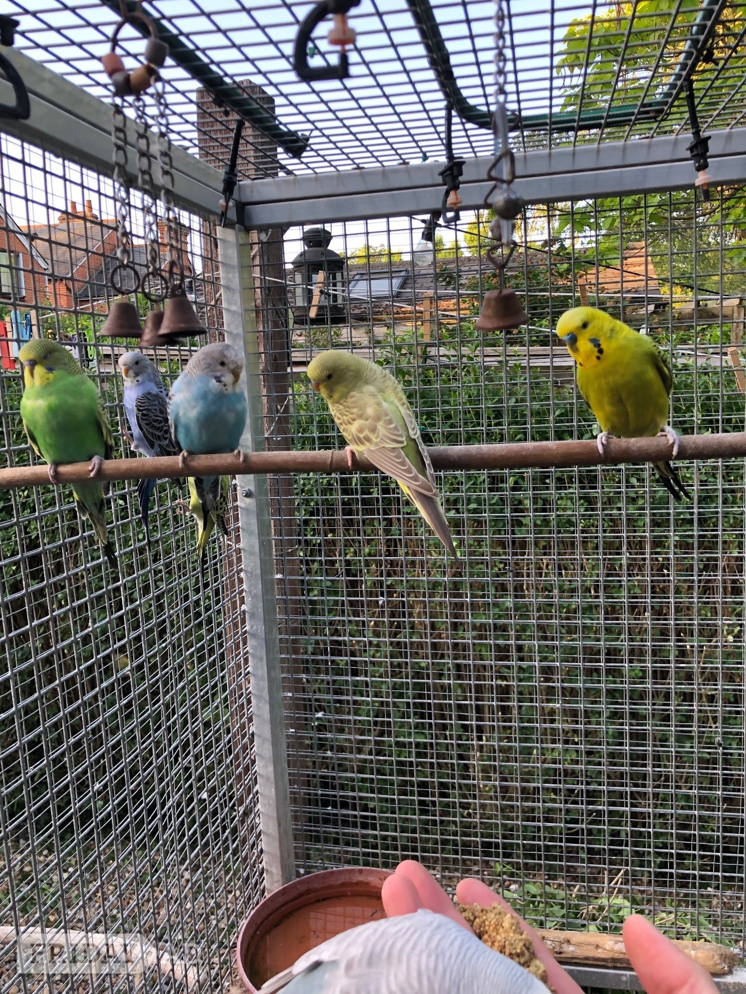 Hand Tamed Budgies For Sale In 4 Colours Going Quick! - Birds in Windlesham