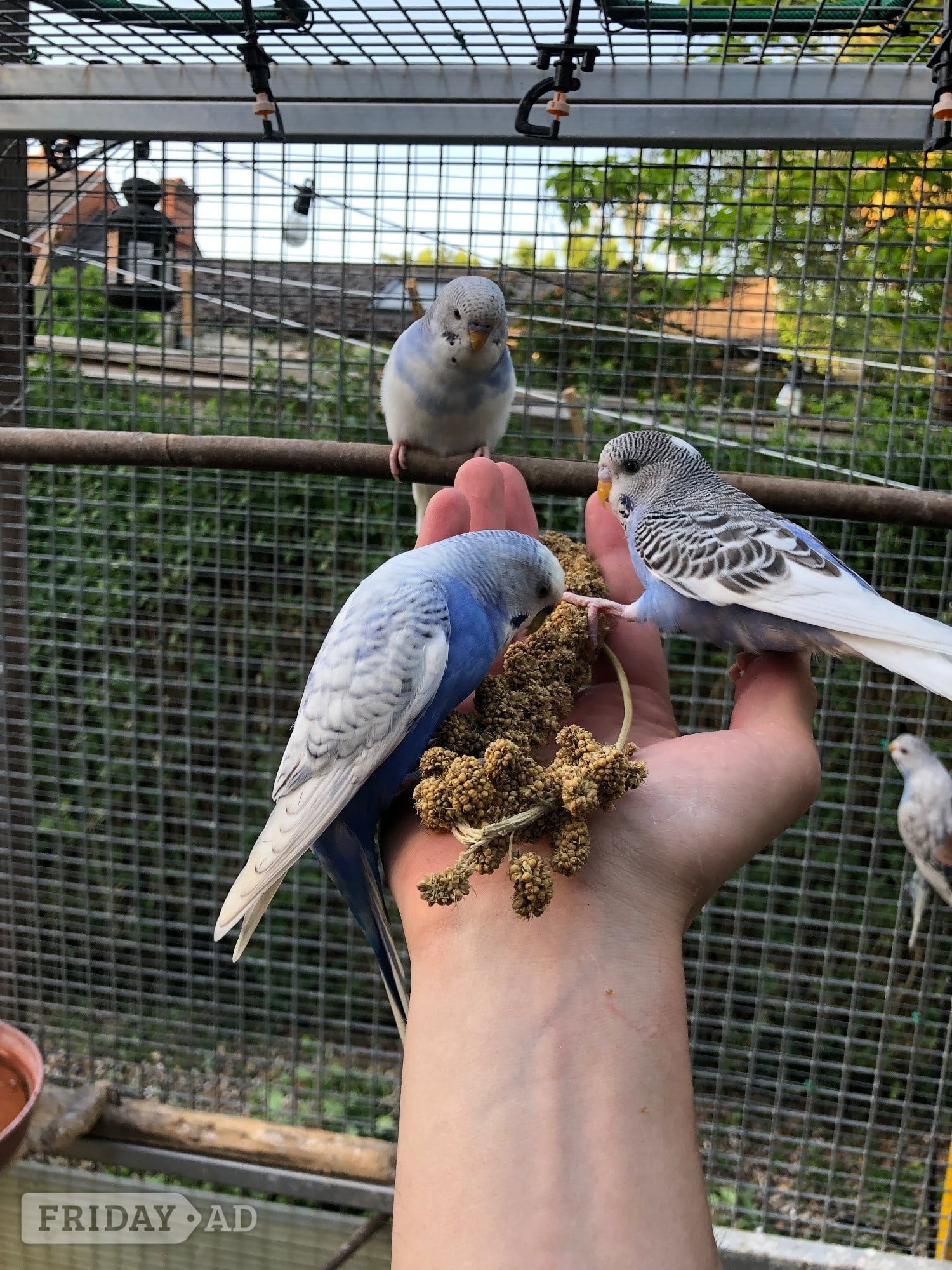Hand Tamed Budgies For Sale In 4 Colours Going Quick! - Birds
