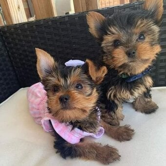 Yorkie 8.4 weeks old