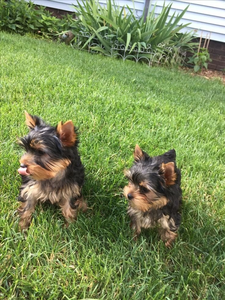 Yorkie 8.4 weeks old