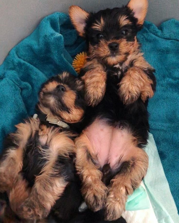 Manchester Yorkie 8.4 weeks old