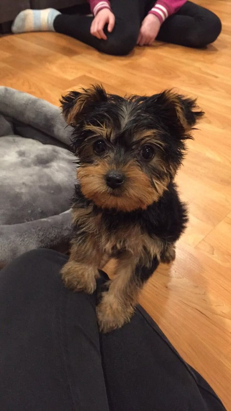 Yorkie 8.4 weeks old - Dogs & Puppies in Manchester