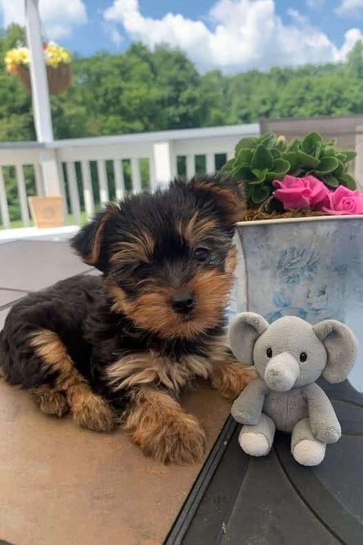 Yorkie 8.4 weeks old - Dogs & Puppies