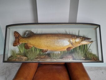 STUFFED FISH WANTED by W.F.HOMER COOPER antique CASED FISH 