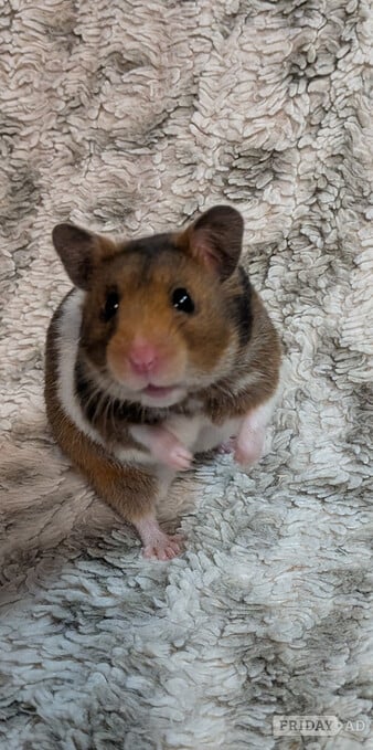 Two Syrian hamsters