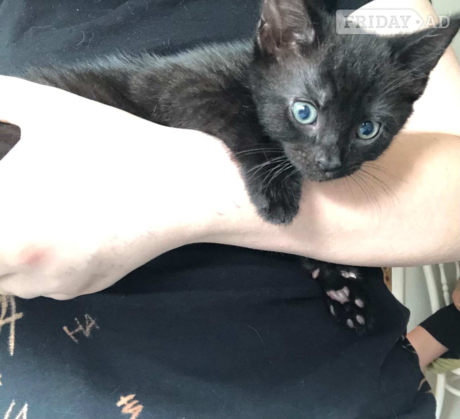 Adorable Kitten !!!  - Cats & Kittens