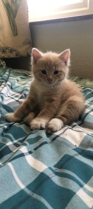 Adorable Kittens! !!