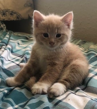 Adorable Kittens !!! 