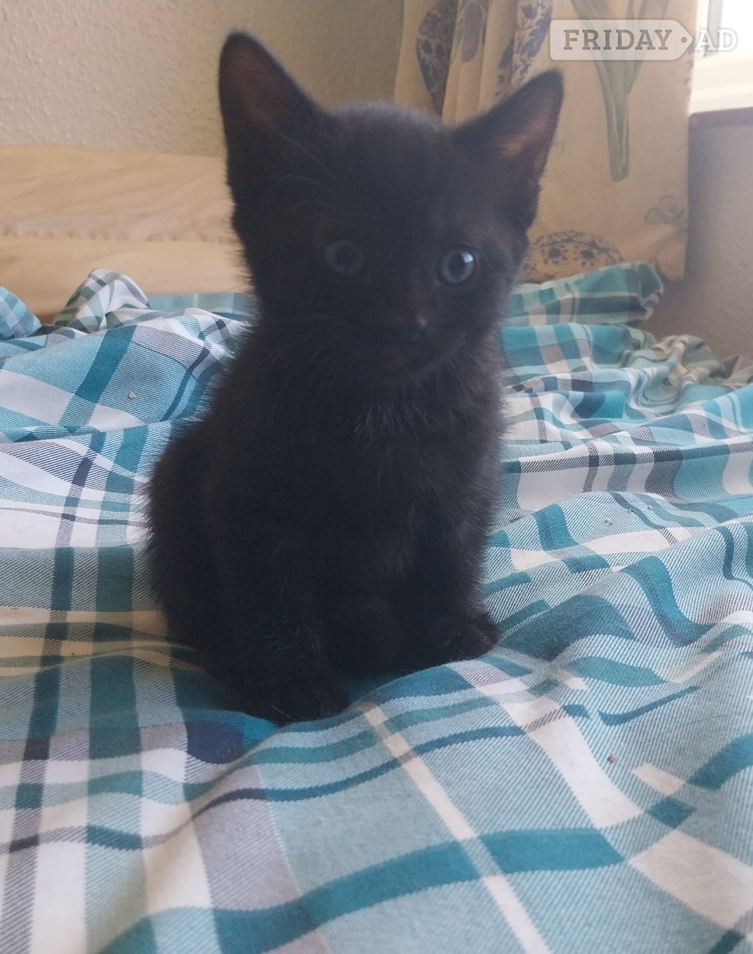 Adorable Kitten !!!  - Cats & Kittens in Hastings