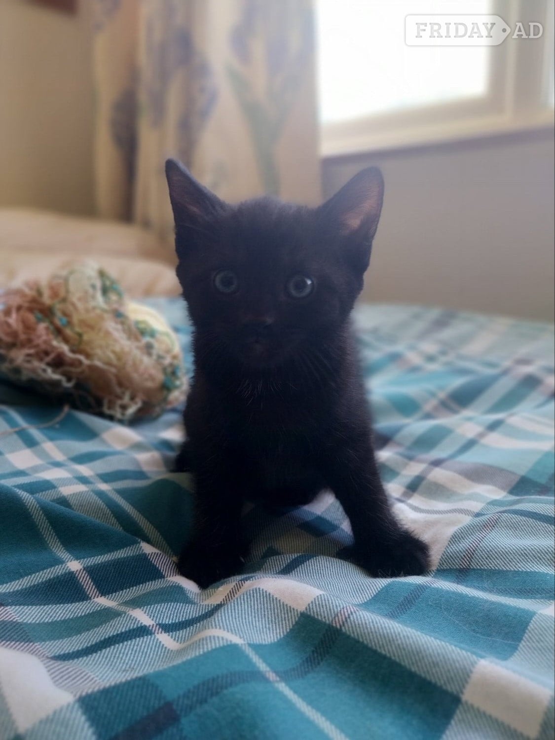 Adorable Kitten !!! 