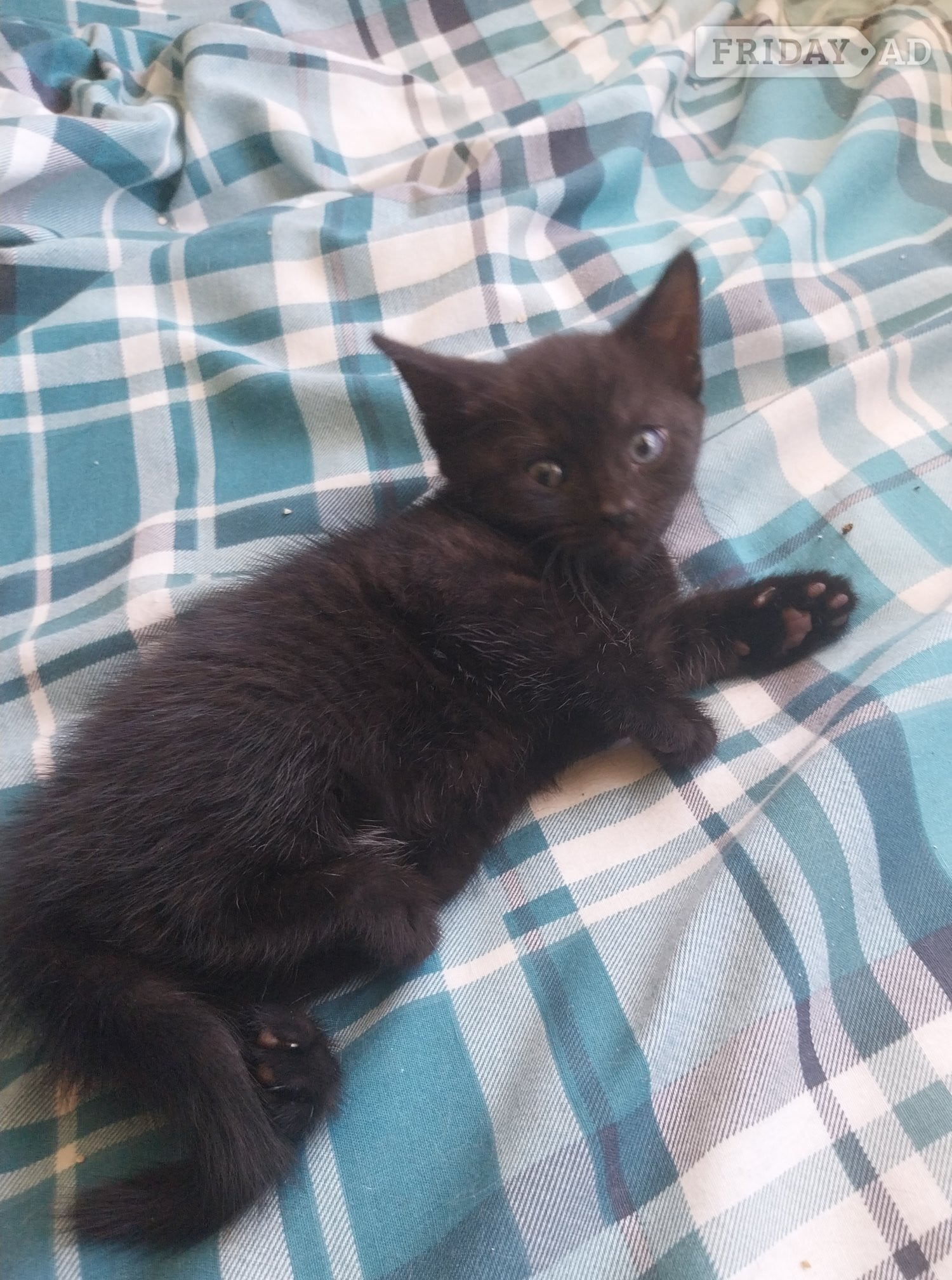 Hastings Adorable Kitten !!! 