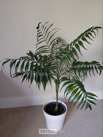 Beautiful Parlour Palm