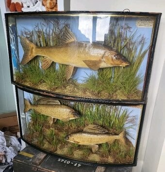 wanted CASED FISH stuffed fish by J.COOPER & SONS best prices paid john cooper antique taxidermy
