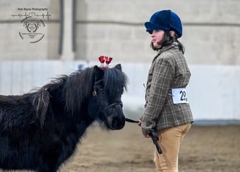 One in a million registered standard shetland