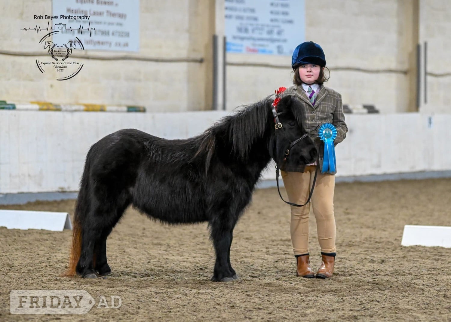 One in a million registered standard shetland