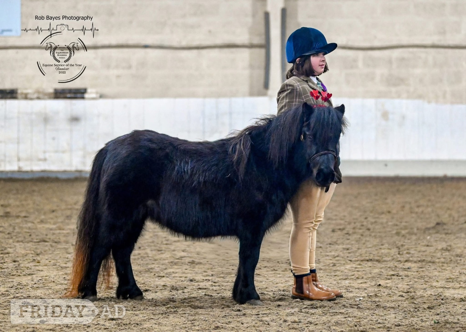 Bristol One in a million registered standard shetland
