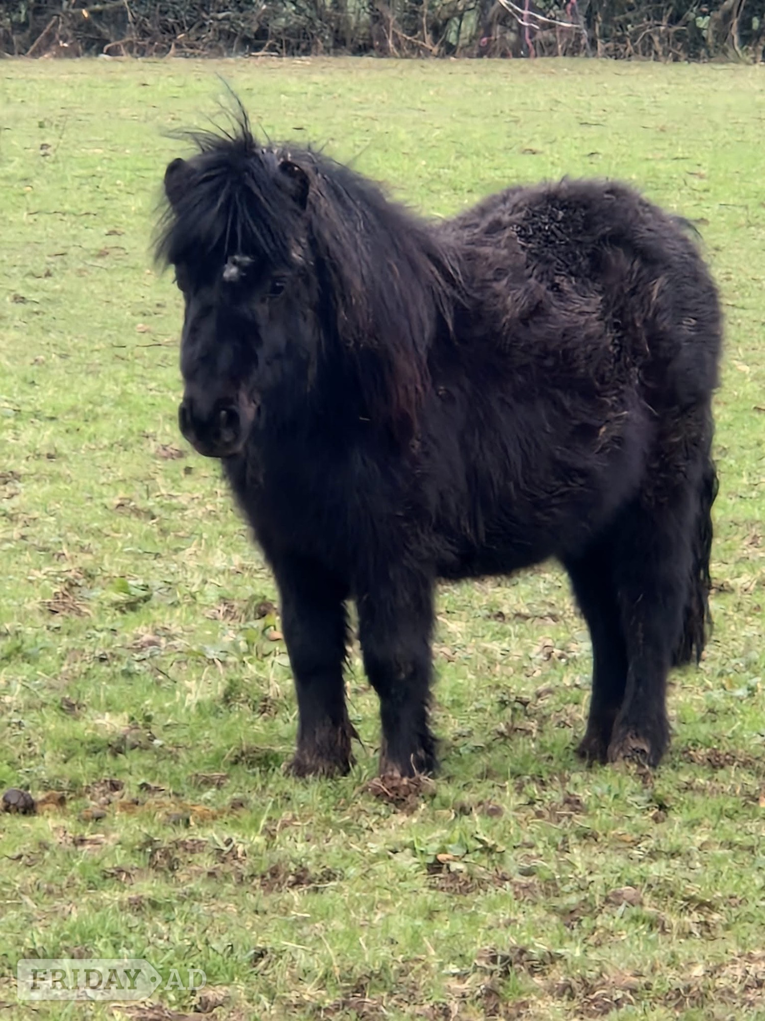 One in a million registered standard shetland - Horses in Bristol