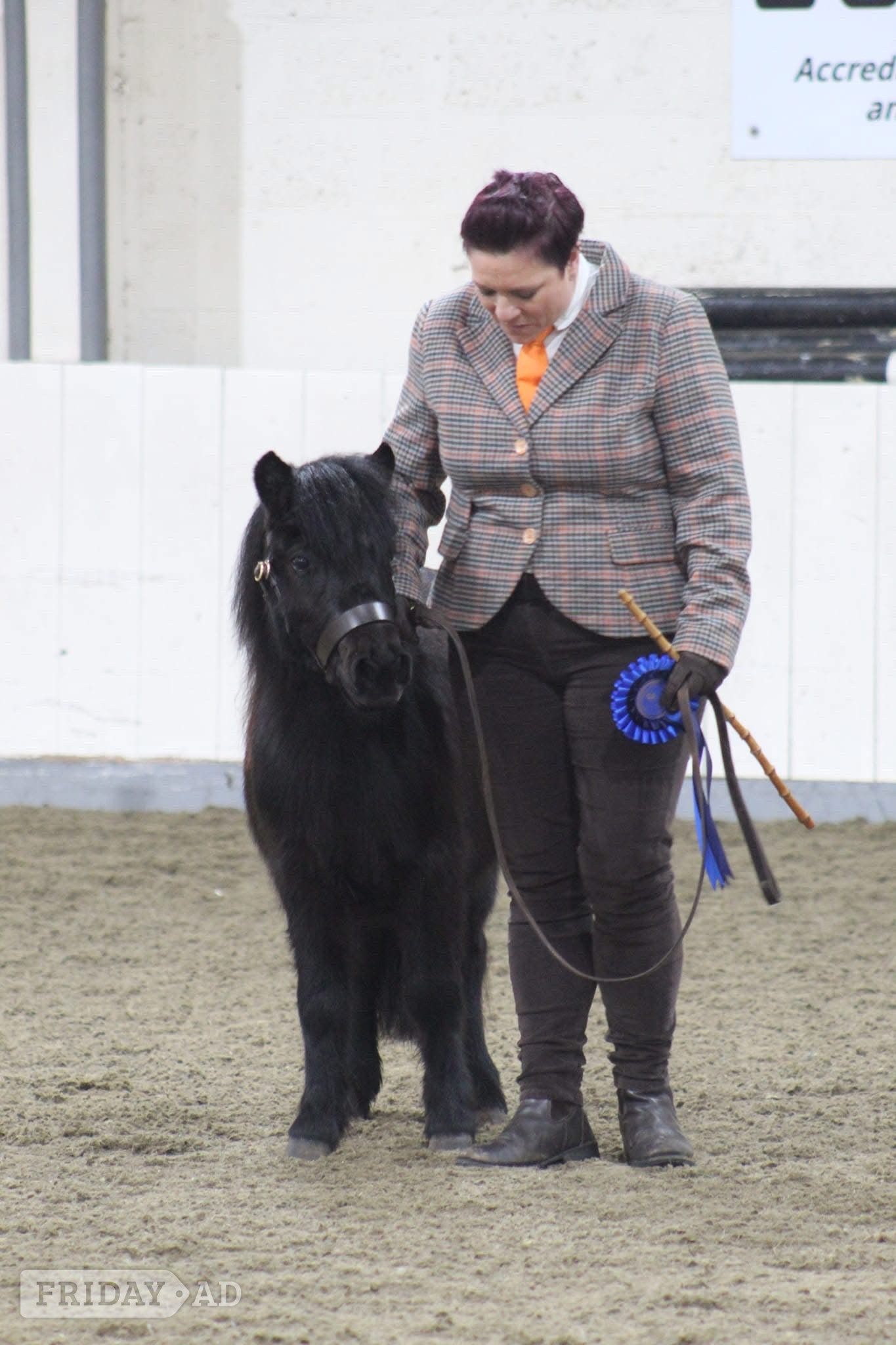 One in a million registered standard shetland - Horses