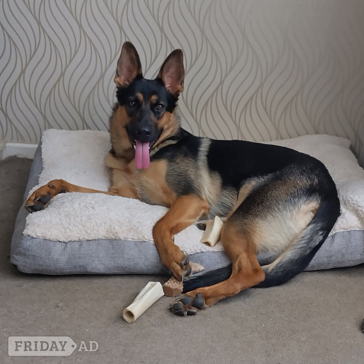 Gorgeous Girl GSD Puppy in Atherstone